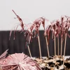 Rose Gouden Cocktailprikkers Parasol Lang 10st